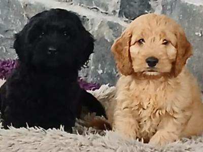 Beautiful Cockapoo puppies in Monaghan