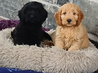 Beautiful Cockapoo puppies in Monaghan