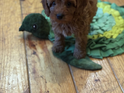 Beautiful Cavapoo puppies 🐶 in Wexford