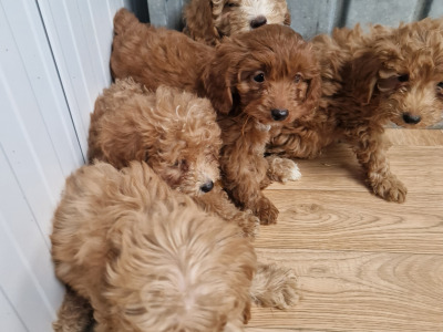 5 beautiful Cockapoo puppies for sale in Wexford