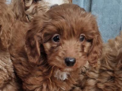 5 beautiful Cockapoo puppies for sale in Wexford
