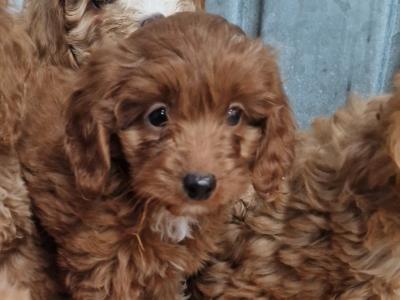 5 beautiful Cockapoo puppies for sale in Wexford