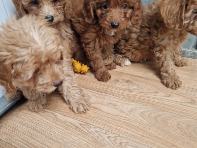 5 beautiful Cockapoo puppies for sale in Wexford