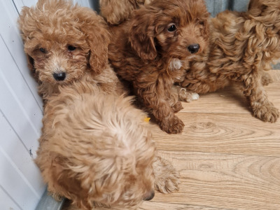 5 beautiful Cockapoo puppies for sale in Wexford