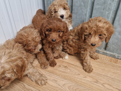 5 beautiful Cockapoo puppies for sale in Wexford