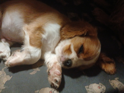 Male Cavalier King Charles Spaniel puppy in Offaly