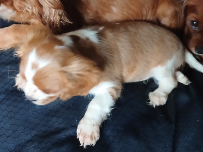 Male Cavalier King Charles Spaniel puppy in Offaly