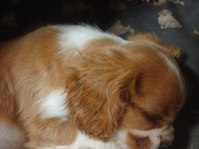 Male Cavalier King Charles Spaniel puppy in Offaly