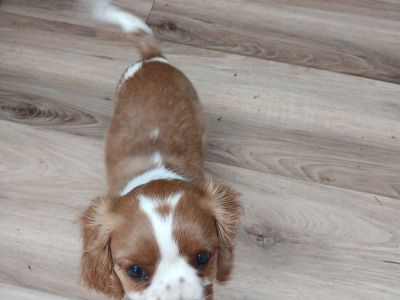 Male Cavalier King Charles Spaniel puppy in Offaly