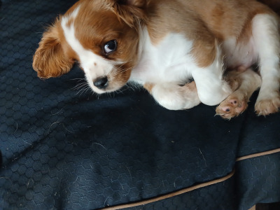 Male Cavalier King Charles Spaniel puppy in Offaly