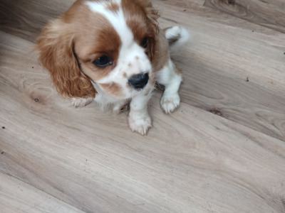 Male Cavalier King Charles Spaniel puppy in Offaly