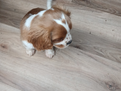 Male Cavalier King Charles Spaniel puppy in Offaly