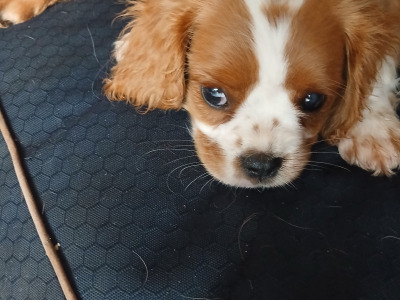 Male Cavalier King Charles Spaniel puppy in Offaly