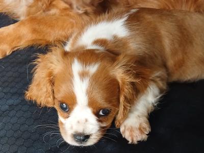 Male Cavalier King Charles Spaniel puppy in Offaly