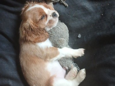 Male Cavalier King Charles Spaniel puppy in Offaly