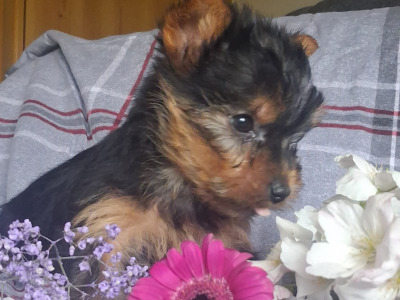 Miniature male Yorkshire Terrier puppy in Limerick