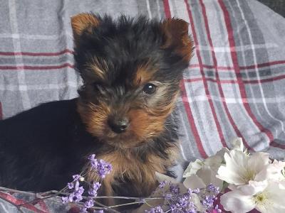 Miniature male Yorkshire Terrier puppy in Limerick