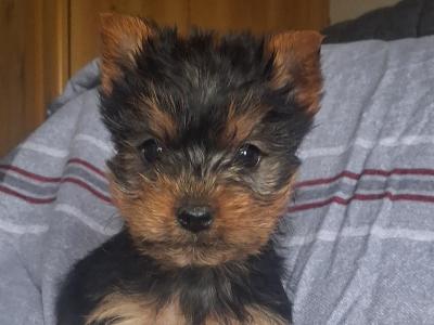 Miniature male Yorkshire Terrier puppy in Limerick