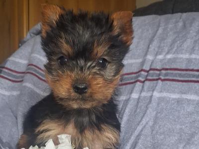 Miniature male Yorkshire Terrier puppy in Limerick