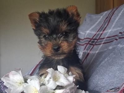 Miniature male Yorkshire Terrier puppy in Limerick