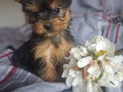 Miniature male Yorkshire Terrier puppy in Limerick