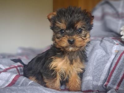 Miniature male Yorkshire Terrier puppy in Limerick