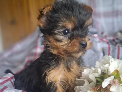 Miniature male Yorkshire Terrier puppy in Limerick