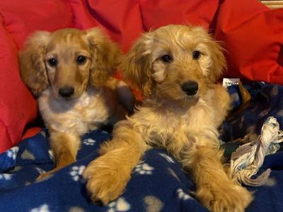 Gorgeous female Cockapoo puppies in Wexford