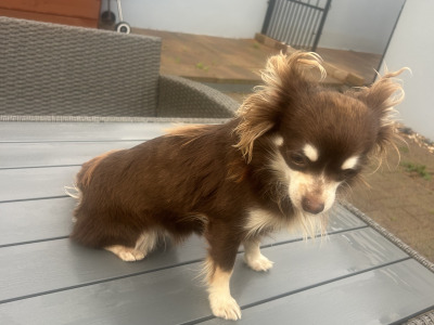 Female Chihuahua in Dublin