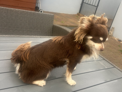 Female Chihuahua in Dublin