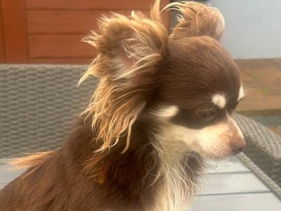Female Chihuahua in Dublin