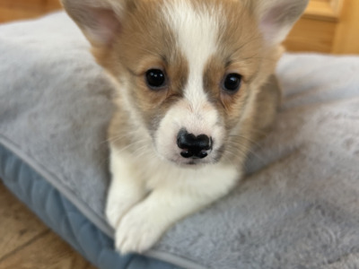 IKC Registered (Pending) Welsh Corgi Pembroke puppies in Wexford