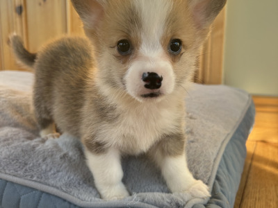 IKC Registered (Pending) Welsh Corgi Pembroke puppies in Wexford