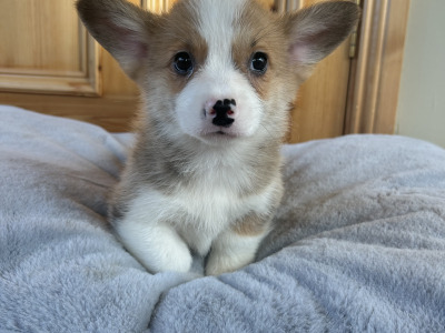 IKC Registered (Pending) Welsh Corgi Pembroke puppies in Wexford
