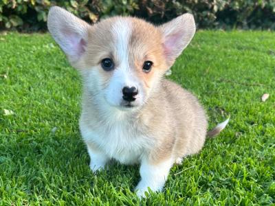 IKC Registered (pending) Welsh Corgi Pembroke puppies in Wexford