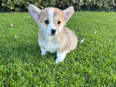IKC Registered (Pending) Welsh Corgi Pembroke puppies in Wexford