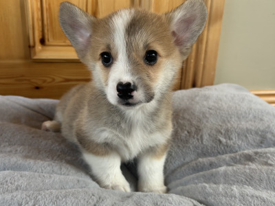 IKC Registered (Pending) Welsh Corgi Pembroke puppies in Wexford