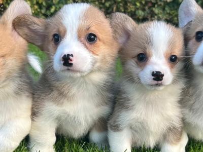 IKC Registered (Pending) Welsh Corgi Pembroke puppies in Wexford