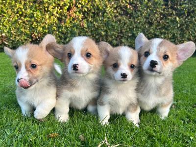 IKC Registered (pending) Welsh Corgi Pembroke puppies in Wexford