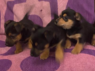 Adorable Black & Tan Jack Russell puppies in Wexford