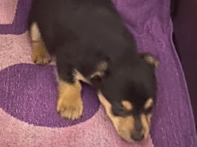 Adorable Black & Tan Jack Russell puppies in Wexford