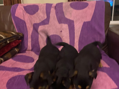 Adorable Black & Tan Jack Russell for sale