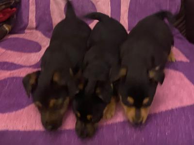 Adorable Black & Tan Jack Russell puppies in Wexford