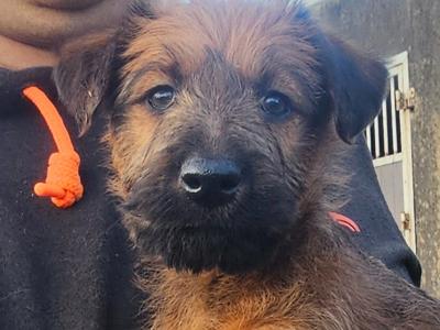 IKC Registered Irish Terrier pups in Cork