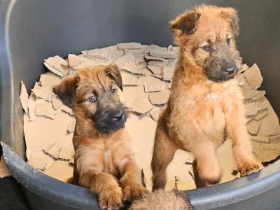 IKC Registered Irish Terrier pups in Cork