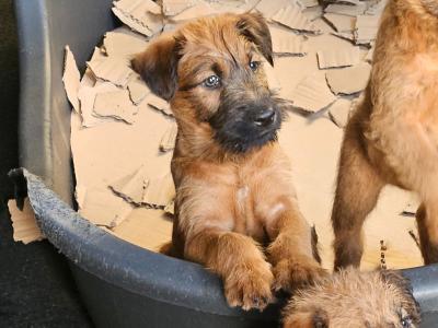 IKC Registered male Irish Terrier puppy left for sale in Cork