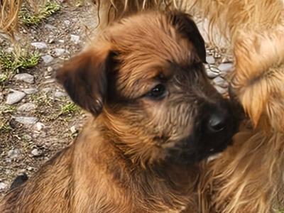 IKC Registered Irish Terrier pups in Cork