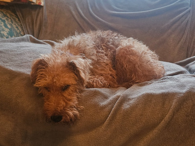 IKC Registered Irish Terrier pups in Cork