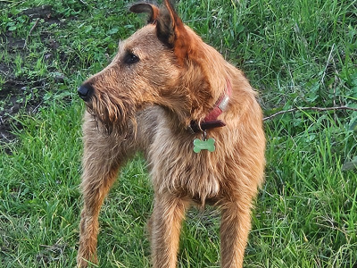 IKC Registered Irish Terrier pups in Cork