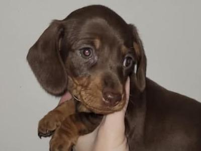 Dachshund puppies in Dublin